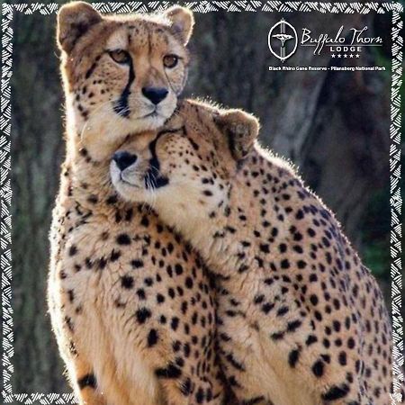 Buffalo Thorn Lodge Pilanesberg Luaran gambar