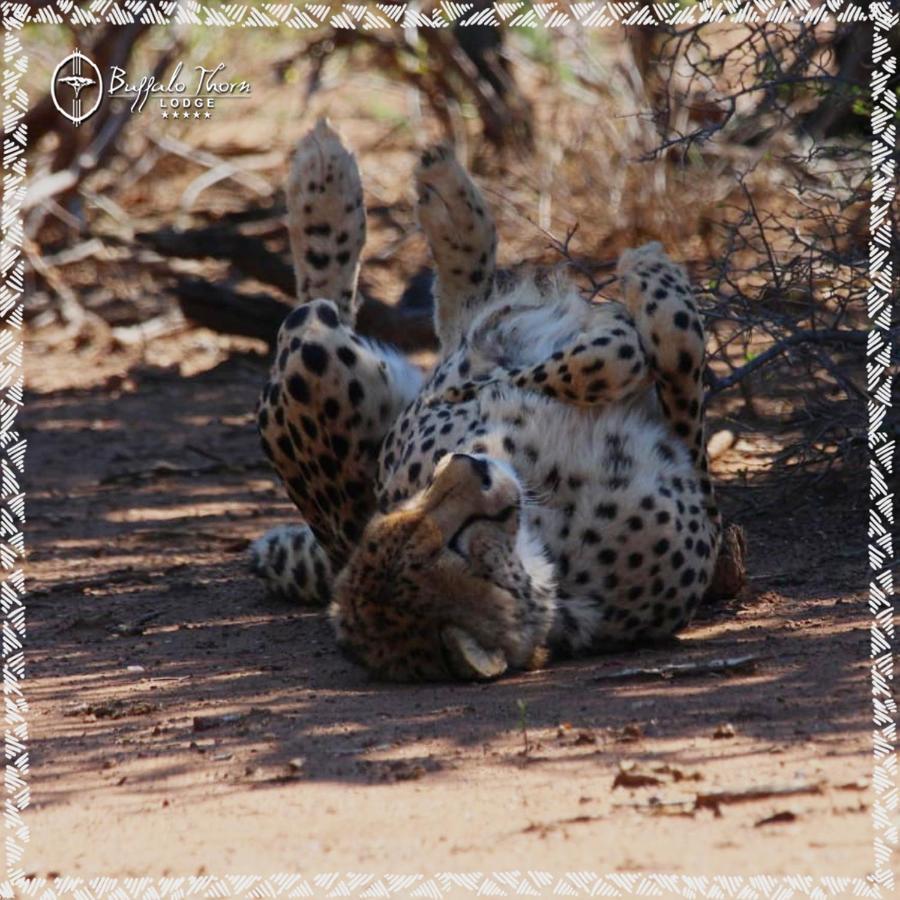 Buffalo Thorn Lodge Pilanesberg Luaran gambar